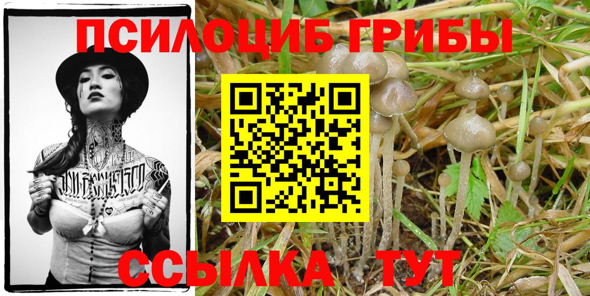 Гатчина  Галлюциногенные грибы Psilocybine cubensis  Вход с VPN 